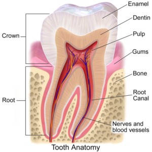 struktur susunan gigi manusia