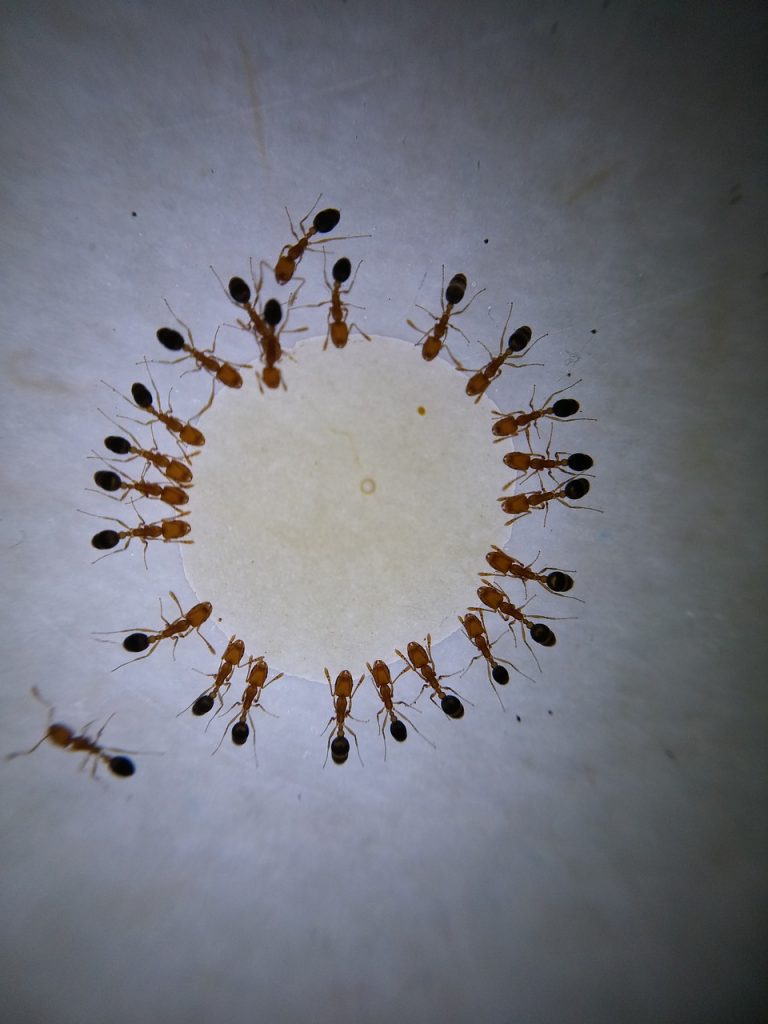 madu dikerubuti semut